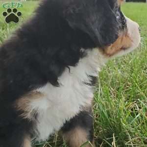 PEARL, Bernese Mountain Dog Puppy