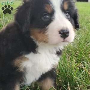 PEARL, Bernese Mountain Dog Puppy