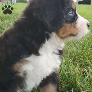 PEARL, Bernese Mountain Dog Puppy