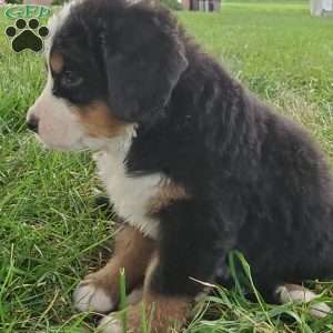 PEARL, Bernese Mountain Dog Puppy