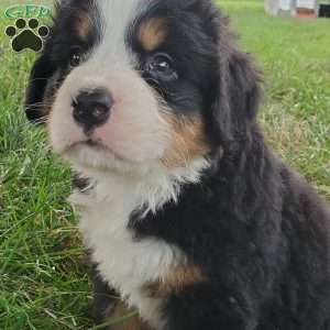 PEARL, Bernese Mountain Dog Puppy