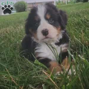 PEARL, Bernese Mountain Dog Puppy