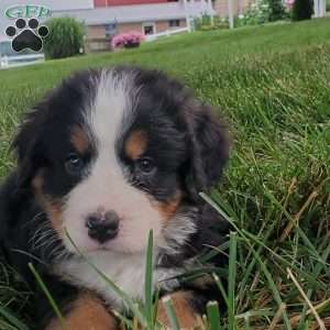 PEARL, Bernese Mountain Dog Puppy