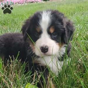 PEARL, Bernese Mountain Dog Puppy