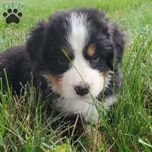 PEARL, Bernese Mountain Dog Puppy