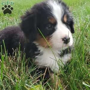 PEARL, Bernese Mountain Dog Puppy