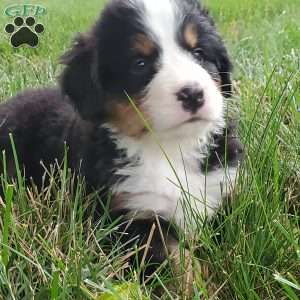 PEARL, Bernese Mountain Dog Puppy
