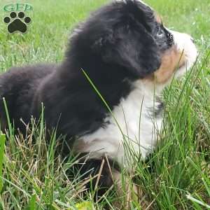 PEARL, Bernese Mountain Dog Puppy