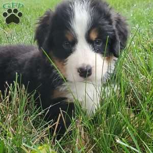 PEARL, Bernese Mountain Dog Puppy