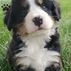 PEARL, Bernese Mountain Dog Puppy