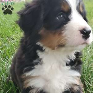 PEARL, Bernese Mountain Dog Puppy