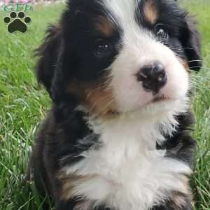 PEARL, Bernese Mountain Dog Puppy