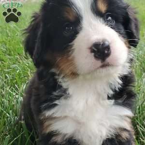 PEARL, Bernese Mountain Dog Puppy