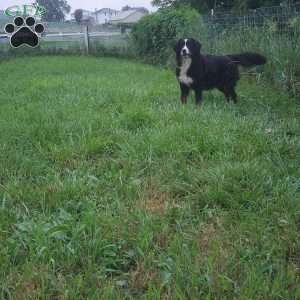 DOTTIE, Bernese Mountain Dog Puppy