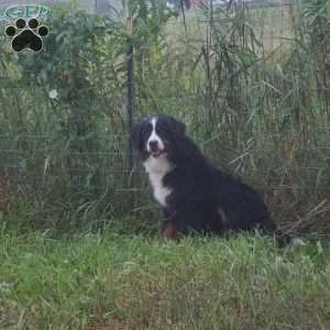 GIGI, Bernese Mountain Dog Puppy