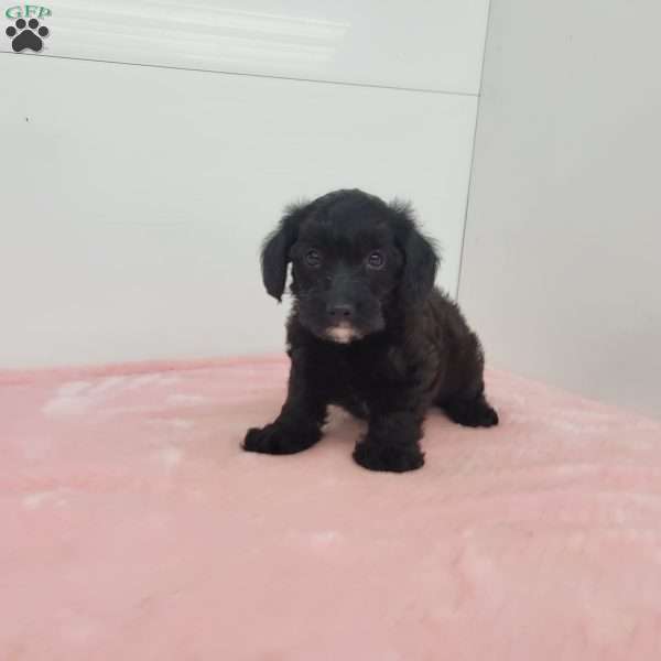 Jewel, Jack-a-poo Puppy