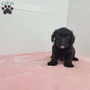 Jewel, Jack-a-poo Puppy