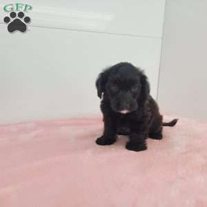 Jewel, Jack-a-poo Puppy
