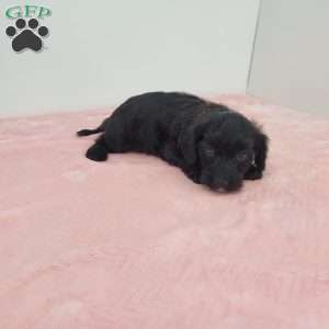 Jewel, Jack-a-poo Puppy