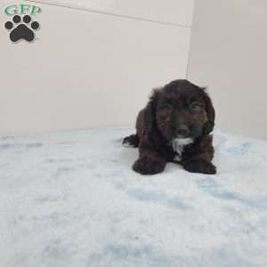 Joel, Jack-a-poo Puppy