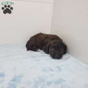 Joel, Jack-a-poo Puppy