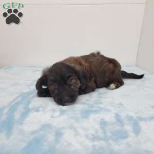 Joel, Jack-a-poo Puppy