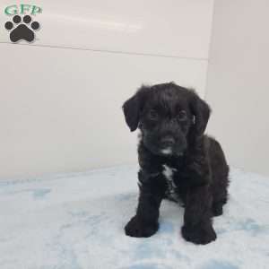 James, Jack-a-poo Puppy