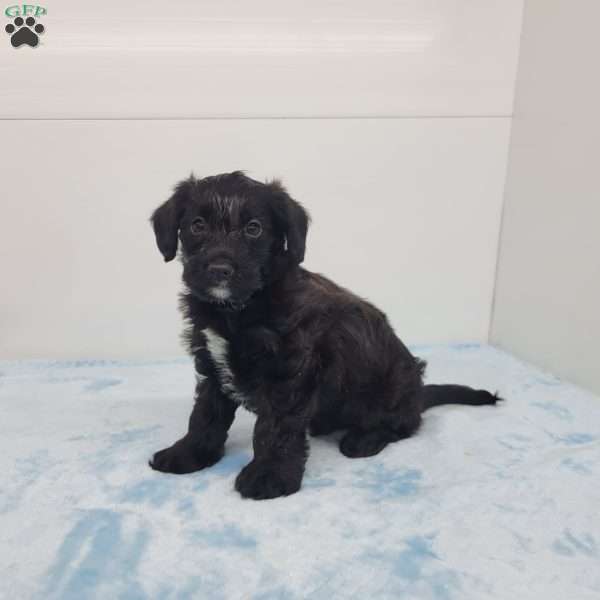 James, Jack-a-poo Puppy