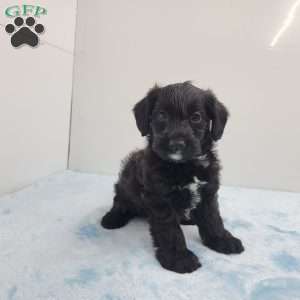 James, Jack-a-poo Puppy