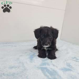 Joshua, Jack-a-poo Puppy