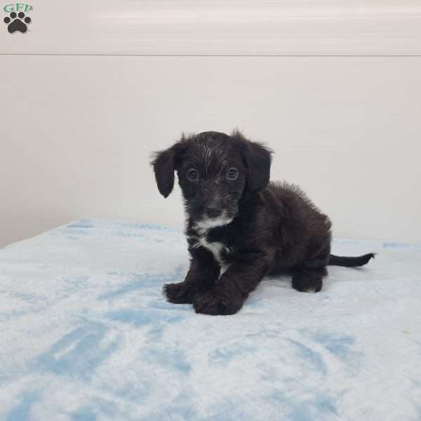 Joshua, Jack-a-poo Puppy