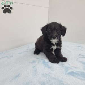 Joshua, Jack-a-poo Puppy