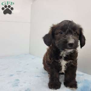 John, Jack-a-poo Puppy