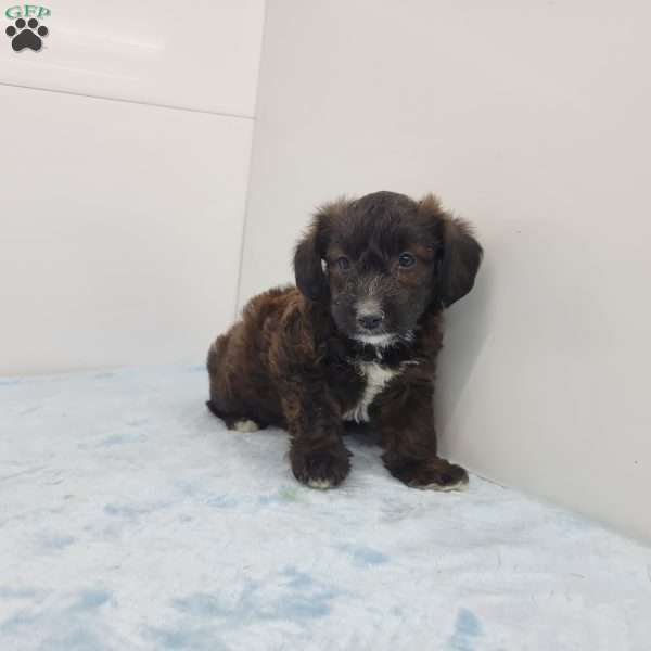 John, Jack-a-poo Puppy