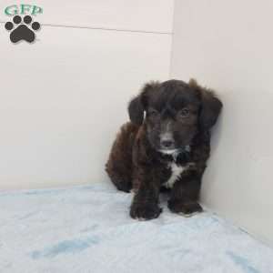 John, Jack-a-poo Puppy