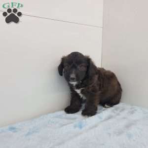John, Jack-a-poo Puppy