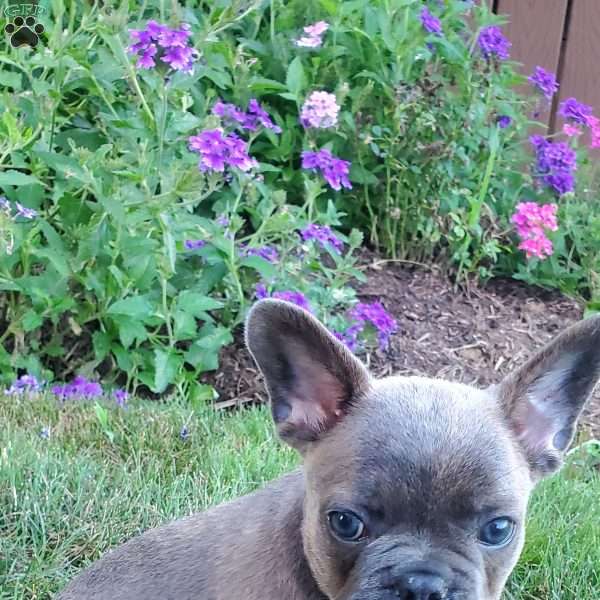 Tracy, French Bulldog Puppy