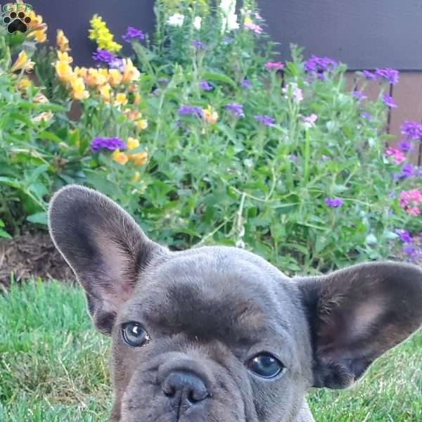 Tootsie, French Bulldog Puppy