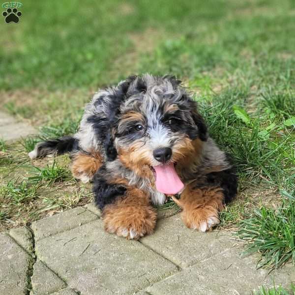 Violet, Mini Bernedoodle Puppy
