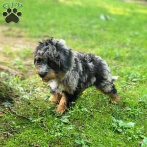 Violet, Mini Bernedoodle Puppy
