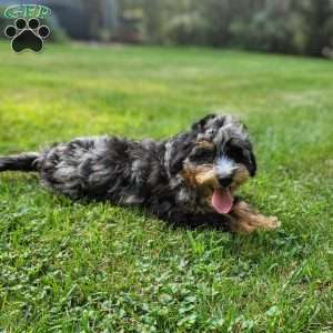 Violet, Mini Bernedoodle Puppy
