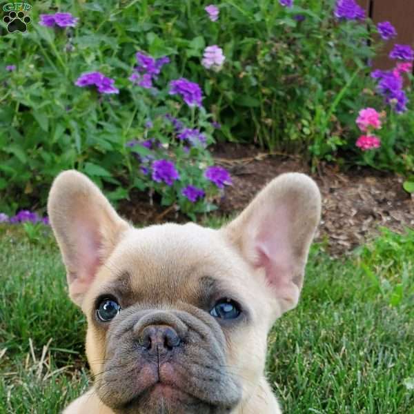 Tyler, French Bulldog Puppy