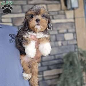 Mo, Cavapoo Puppy