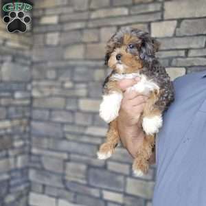 Mo, Cavapoo Puppy