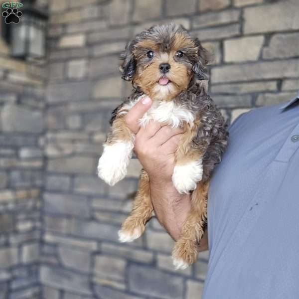 Mo, Cavapoo Puppy