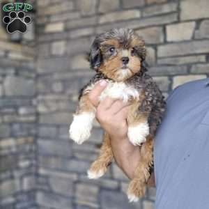 Mo, Cavapoo Puppy