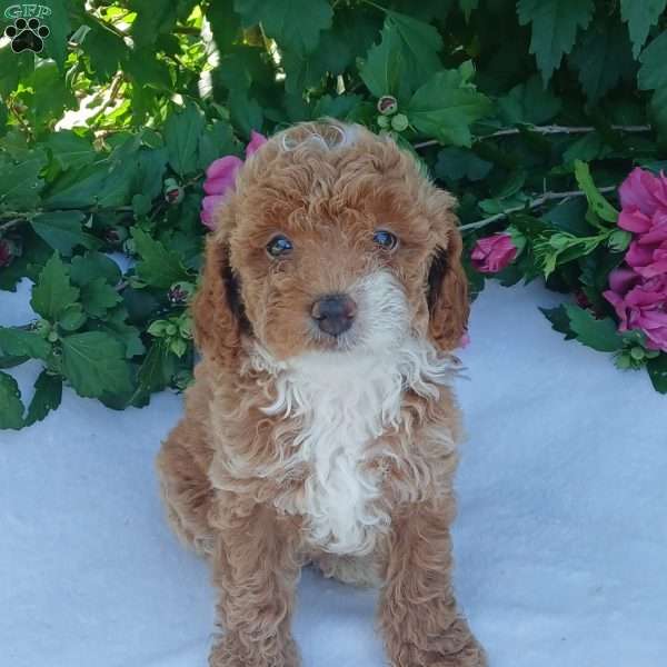 Frankie, Toy Poodle Puppy