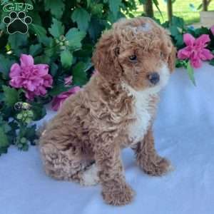 Frankie, Toy Poodle Puppy