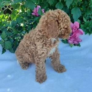 Shelty, Toy Poodle Puppy