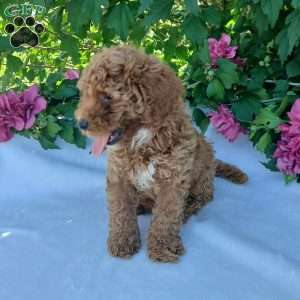 Shelty, Toy Poodle Puppy